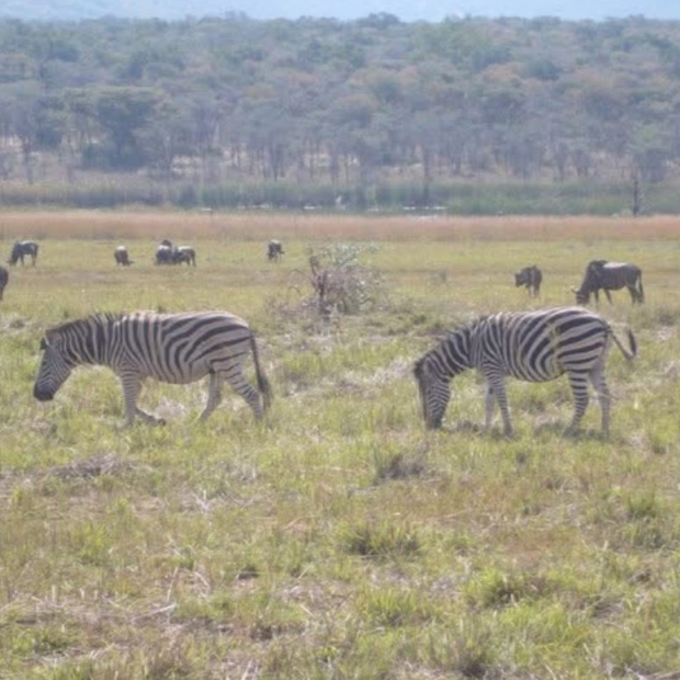 Zebras
